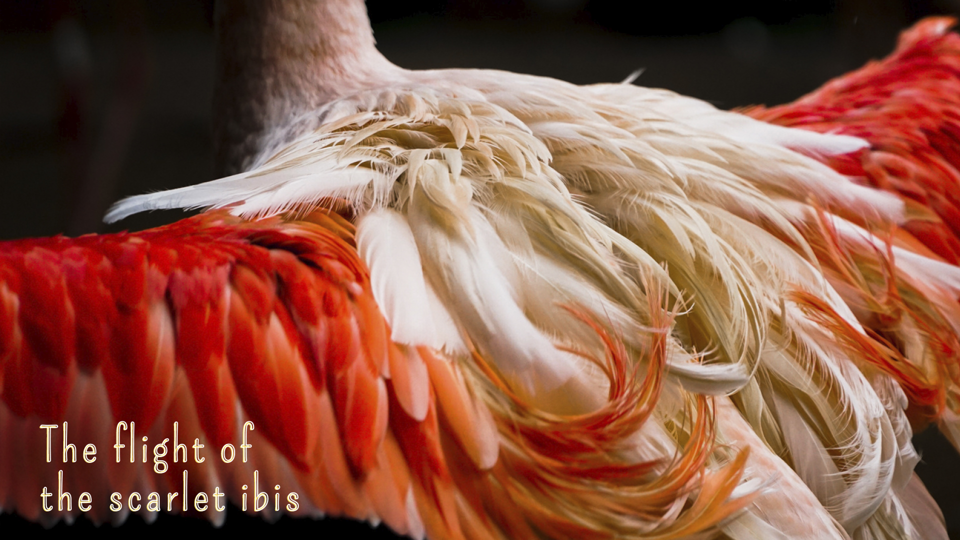 Ibis